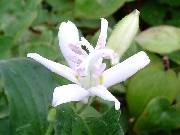 Tricyrtis hirta Alba